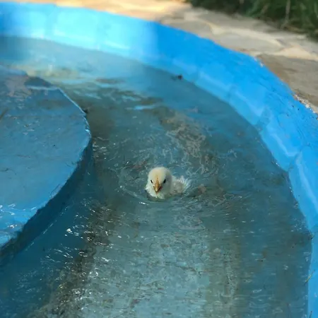 Bed and Breakfast Sedir Park - 4*