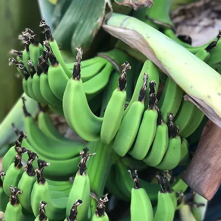 Bed and Breakfast Sedir Park -