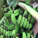 Frühstückspension Sedir Park -