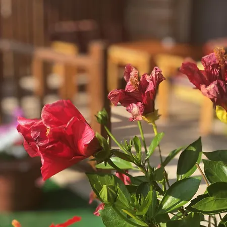 Bed & Breakfast Sedir Park - Kargicak (Alanya)